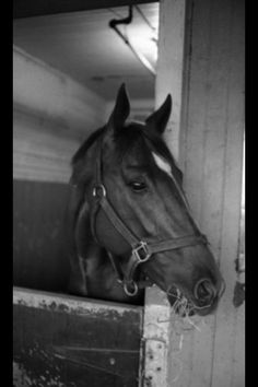 a black and white photo of a horse in a stable