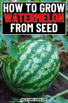 how to grow watermelon from seed with text overlay that reads, how to grow watermelon from seed