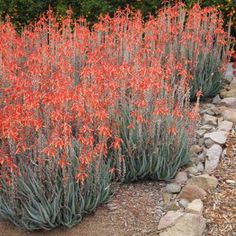 some very pretty red flowers by some rocks