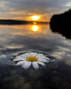 a white flower floating on top of a lake under a cloudy sky with the sun in the distance