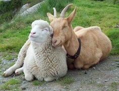 there are two goats and one goat that is hugging each other in the same photo