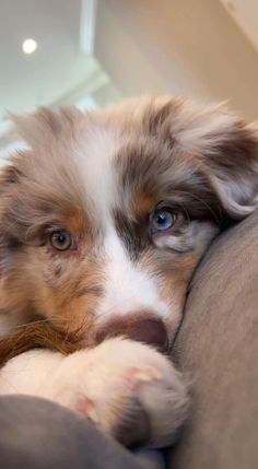 a dog laying on top of a couch with its head resting on it's paw