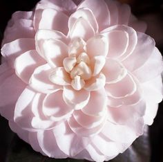 a large pink flower with white petals on it