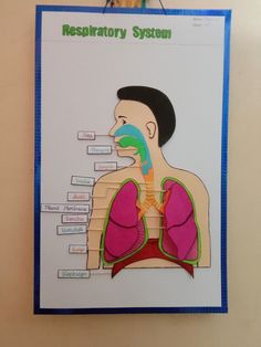 a diagram of the human body on a bulletin board with labels for each organ section