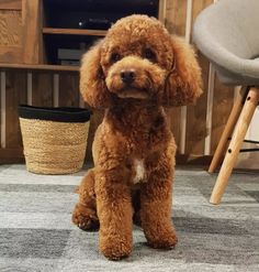 a brown poodle sitting on top of a carpet next to a chair and table