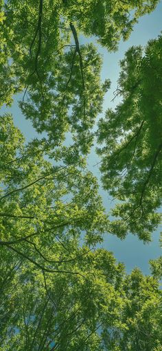 looking up at the tops of trees in a forest with bright green leaves on them