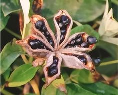 a close up of a flower with leaves in the background