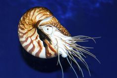 a close up of a sea shell on a blue background