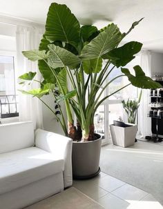 a living room filled with furniture and a large plant in the middle of the room