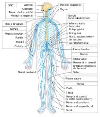 the nervous system labeled in spanish and english, with all its major branches labelled below