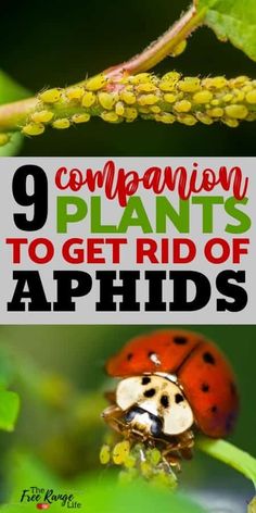 ladybugs and other plants with text overlay reading 9 companion plants to get rid of aphids