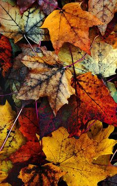 many different colored leaves laying on the ground