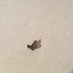 a small butterfly sitting on top of a white surface