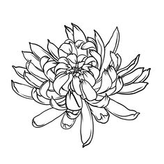 Japanese flower chrysanthemum vector design Ai, PDF, SVG, jpg, EPS tattoo, etching, woodcut style Japanese Flower Tattoo Stencil, Woodcut Tattoo Design, Chrysanthemum Outline, Chrysanthemum Stencil, Chrysanthemums Tattoo, Japanese Chrysanthemum Tattoo, Chrysanthemum Tattoo Design, Chrysanthemum Drawing, Moms Tattoo