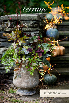 a vase filled with plants sitting on top of a stone floor next to pumpkins