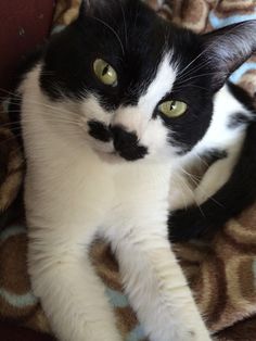 a black and white cat with green eyes laying on a blanket looking at the camera