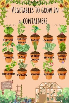 a poster showing the different types of vegetables to grow in containers