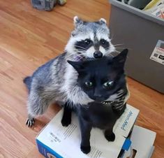 a raccoon is sitting on top of a box next to a black cat