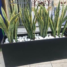 there are many plants in the black planter