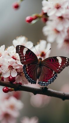 a red butterfly sitting on top of a branch with white and pink flowers in the background