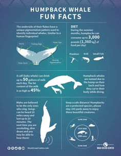 the humpback whale info sheet