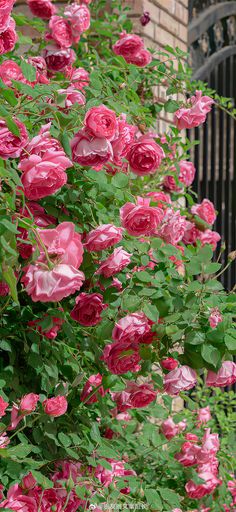 pink roses are blooming in front of a brick building