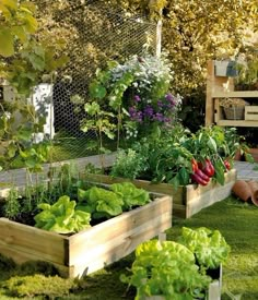 several wooden boxes filled with different types of vegetables and plants in the grass next to a fence