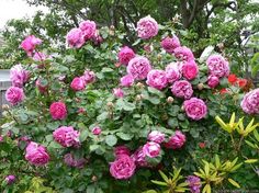 pink roses are blooming in the garden