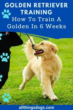 a golden retriever training how to train a golden in 6 weeks with his owner