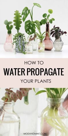 various plants in vases with text overlay how to water propagate your plants