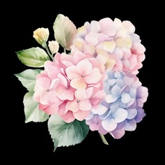 watercolor painting of pink and blue hydrangeas with green leaves on white background