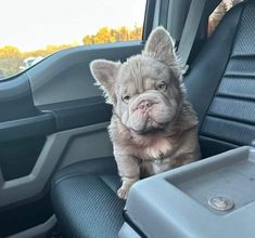 a small dog sitting in the back seat of a truck