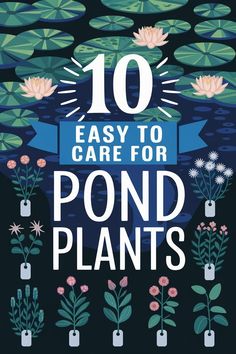 10 Easy Pond Plants Native to the USA US Natives. Water Lily Water Pond Plants, Easy, Native, And Must Try Plants. A Poste Art '10 easy to care for pond plants'