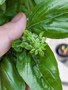 a hand is holding some green leaves