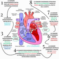 the human heart with labels on it, labeled in spanish and latin words to describe