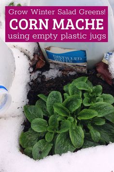 some plants are growing out of the ground with snow on them and text overlay reads grow winter salad greens corn machine using empty plastic jugs