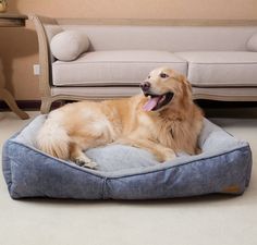 a golden retriever dog laying on his bed in front of a couch with its tongue hanging out