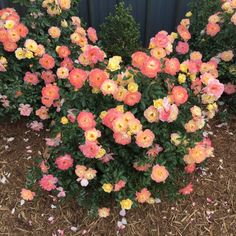 some pink and yellow flowers in a garden