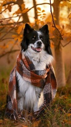 a black and white dog sitting in the grass wearing a plaid scarf with his mouth open