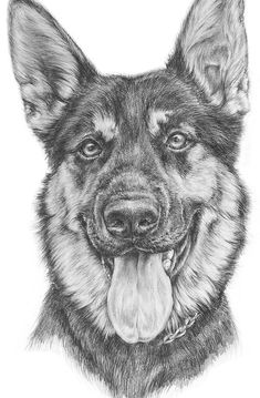 a black and white drawing of a german shepard