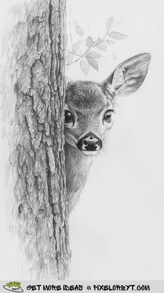 a pencil drawing of a deer peeking out from behind a tree