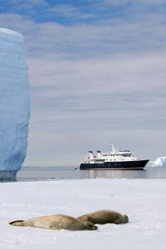 two sea lions laying in the snow next to an iceberg with a cruise ship in the background