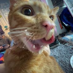 an orange cat with it's mouth open and tongue hanging out looking at the camera