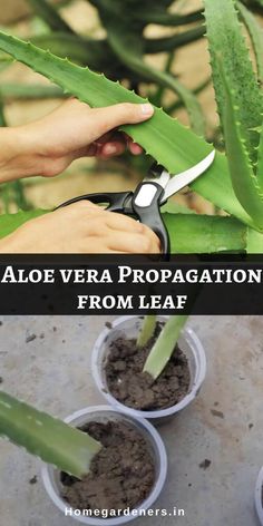 someone cutting aloe vera leaves with scissors and soil in small plastic pots on the ground