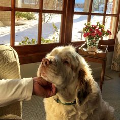 a person petting a dog in front of a window