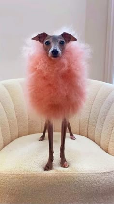 a small dog standing on top of a chair with a pink fuzzy ball around it's legs