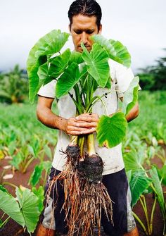 a man standing in a field holding a plant with roots