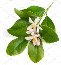 green leaves and white flowers on a white background