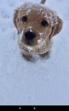 a small brown dog standing in the snow with it's head turned towards the camera