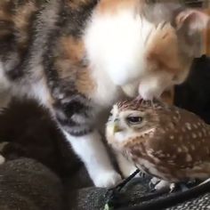 an orange and white cat laying on top of a brown owl next to it's head